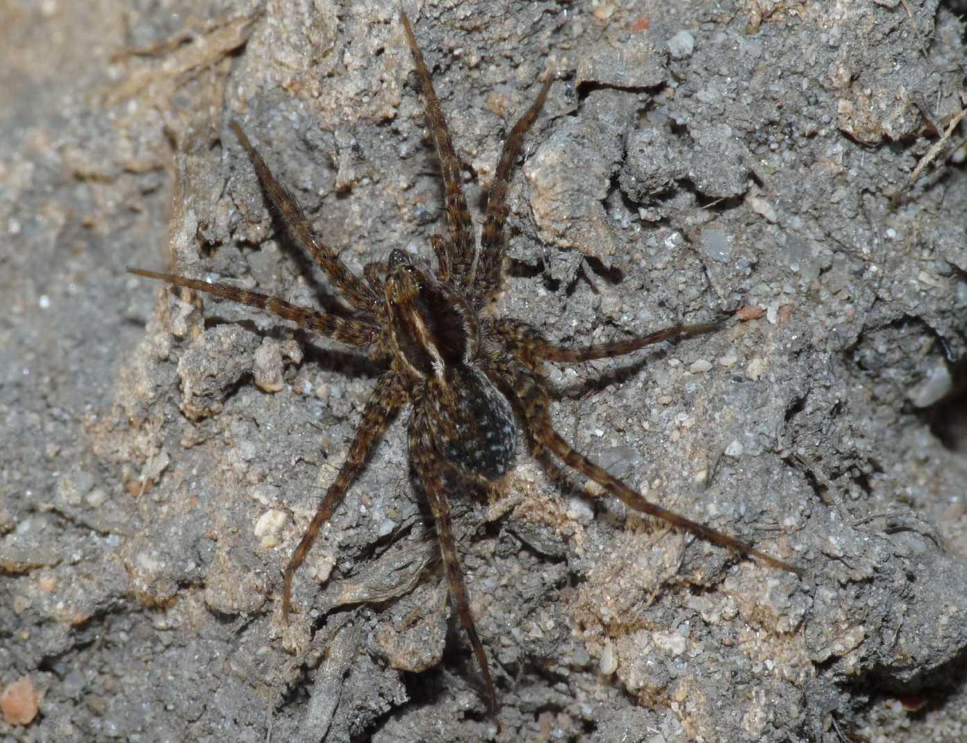 Pardosa sp.